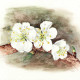 Cerisier en fleur, gouache sur papier aquarelle