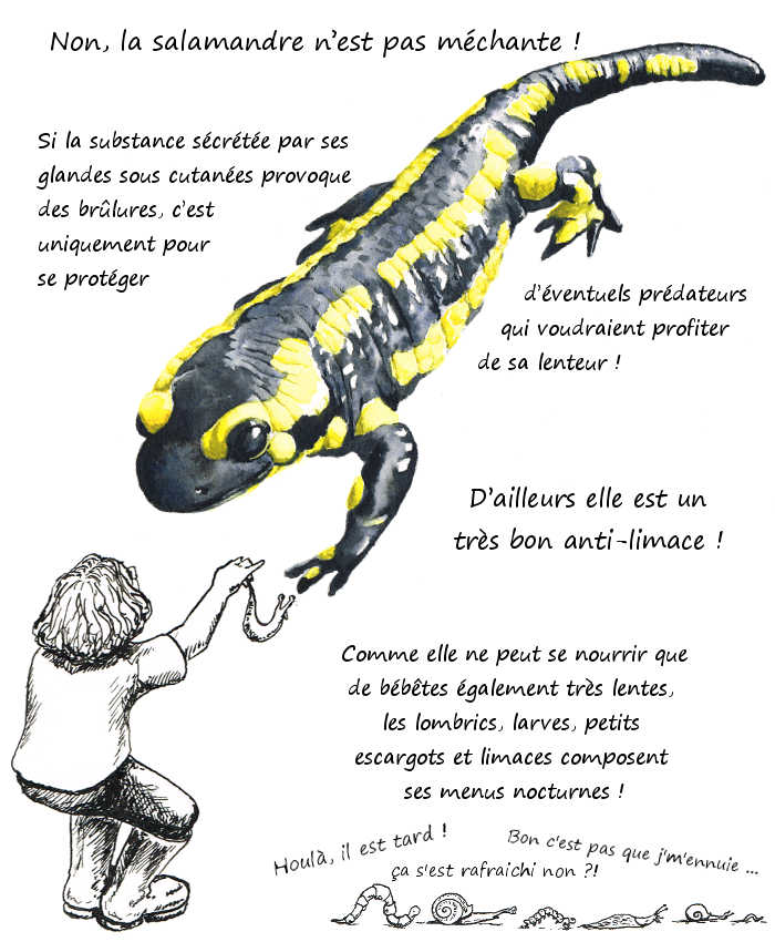 La salamandre